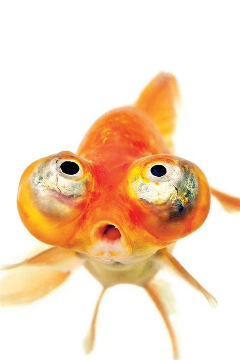 All Goldfish Breeds Vlrengbr