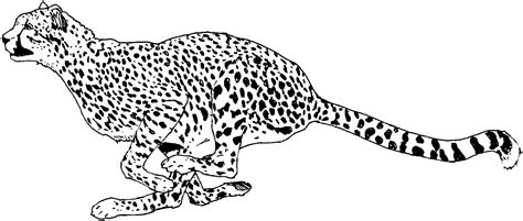 Free Cheetah Coloring Pages