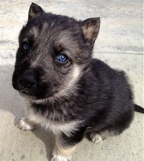 We did not find results for: My new puppy that I got last night! He's a German Shepard ...