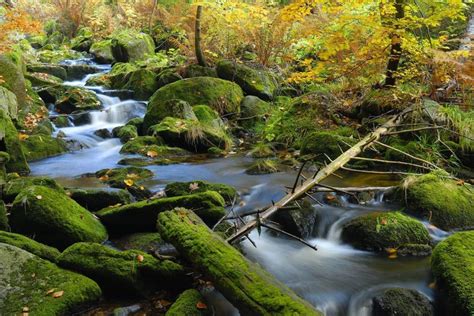 Le Parc National De La Forêt Bavaroise Allemagne