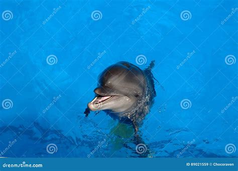 Black Sea Bottlenose Dolphin Stock Image Image Of Chicken Smile
