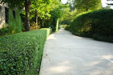 Hedge Trimming Services Melbourne | PC Tree Services
