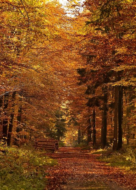 Forest Path Autumn Fall Leaves Mood Landscape Nature Trees