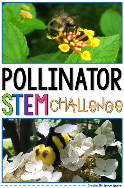 pollinator stem challenge seed dispersal pollination pollination activity