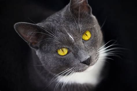 A Grey Cat With Bright Yellow Eyes Sits In The Darkness Stock Photo