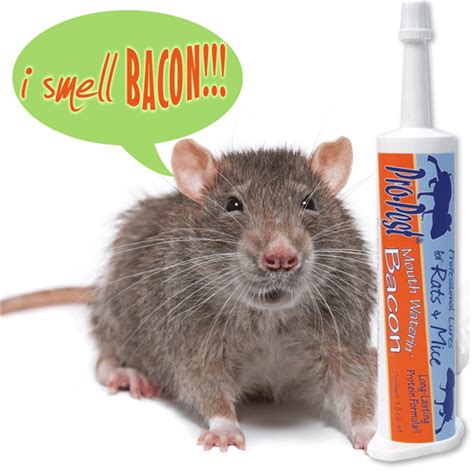 While roof rats are also scavengers by nature, they tend to be a little more picky about what they will eat. Oldham Chemical Company. Pro-Pest Rat & Mouse Lure Bacon ...