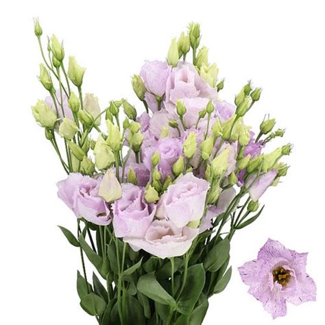 Eustoma Lisianthus Dbl Straciatella Lavender 70cm Wholesale Dutch