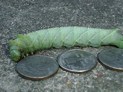 Large Green Caterpillar Ceratomia Amyntor Bugguidenet