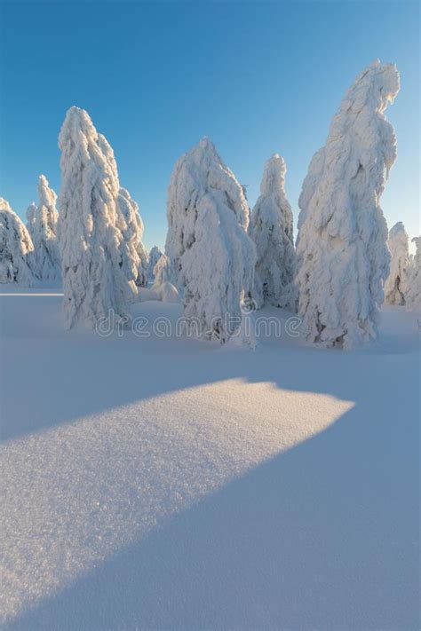 Winter Panorama Landscape With Forest Trees Covered Snow And Sunrise