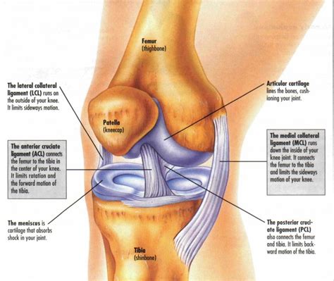 Acute Knee Injuries In Sport