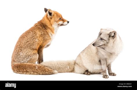 Red Fox Vulpes Vulpes Sitting Next To Arctic Fox Vulpes Lagopus