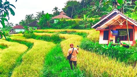 Kampung Idaman Orang Kota Suasana Pedesaan Yang Sudah Ke Kota Out