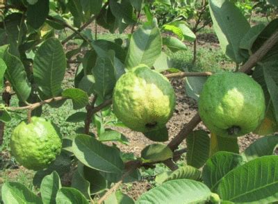 Fresh green guavas on old wood background. Lucknow's guava best commercial variety in country, it ...