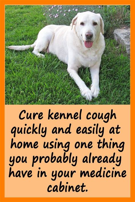 How I Cured My Dogs Kennel Cough Dog Cough Remedies Kennel Cough