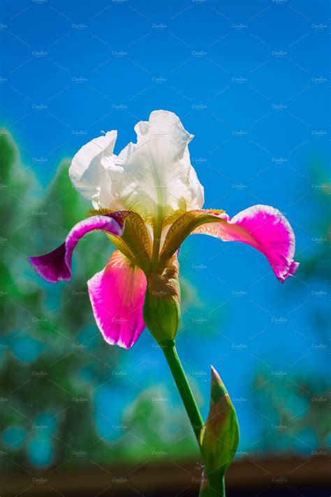 Pink Iris Flower Against The Blue Sky High Quality Nature Stock