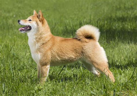 Hunderassende Shiba Inu