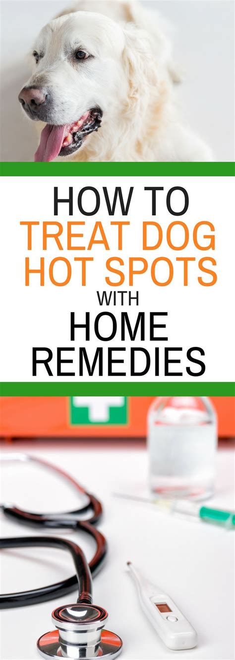 How To Treat Dog Hot Spots With Home Remedies Why Spend All Your Hard