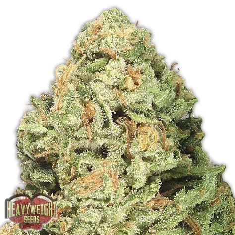 Fruit Punch Top Quality Cannabis Seed Heavyweight Seeds