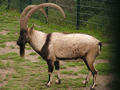 Capra Aegagrus Cretica Cretan Wild Goat In Tierpark Berlin