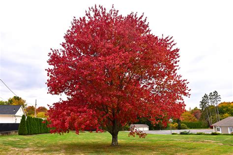 Red Maple Acer Rubrum In Long Island Westbury Nassau County Jericho