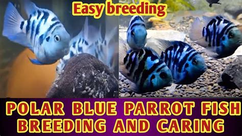 Polar Blue Breeding And Caring Polar Blue Parrot Cichlid Breeding