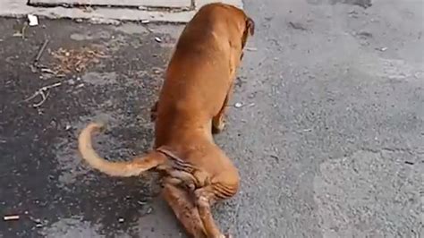 Dog Fakes Broken Leg To Trick Tourists Into Giving Him Food Video