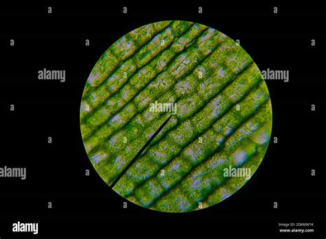 Cell Microscope Chloroplast Hi Res Stock Photography And Images Alamy