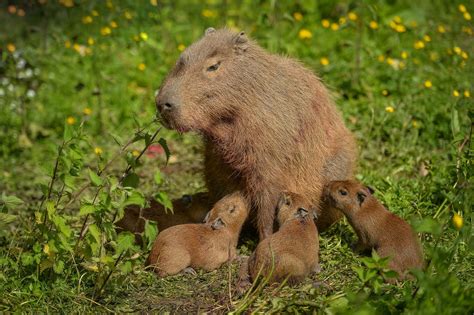 Cute Capybara Gives Birth To Even Cuter Capybara Pups