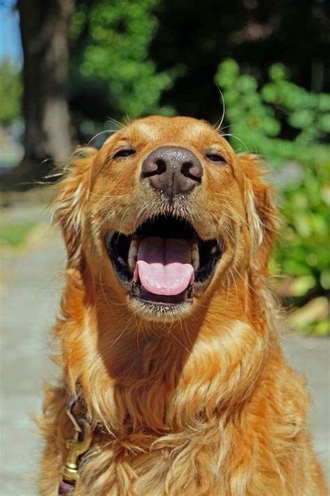 Someone Told Me That Golden Retrievers Always Smile I Believe Them