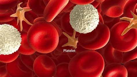 9 Signs Of Thrombocytopenia Low Blood Platelets Entirely Health
