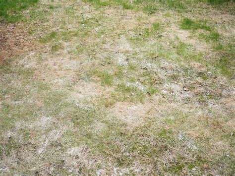 Powdery Mildew Treatment For Lawns What To Do When Grass Has White Powder