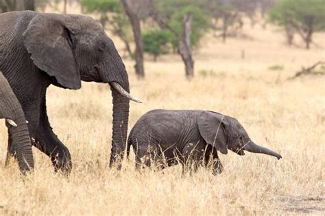 Elefante Africano Características Hábitat Y Alimentación