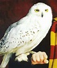 Edvige | Wiki | Harry Potter Amino