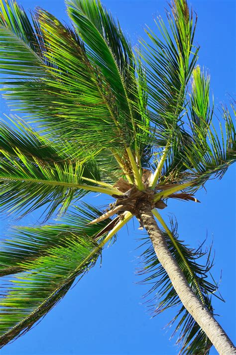 Choose your favorite coconut tree photographs from millions of available designs. Coconut Tree picture, by tsheltz for: the letter c ...