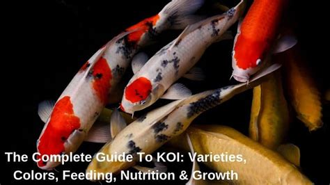 The Complete Guide To Koi Varieties Colors Feeding Nutrition And Growth