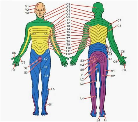Dermatomes Spinal Nerve Spinal Injury Sciatic Nerve Muscular System