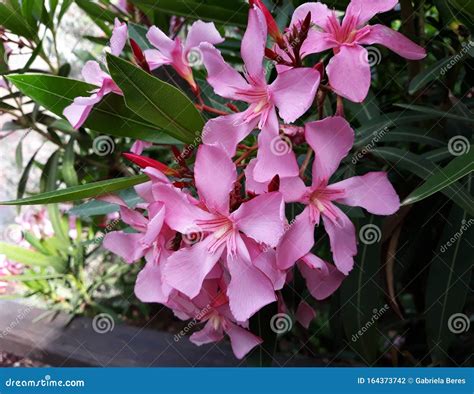 Flowers And Leaves Of Nerium Oleander Shrub Stock Photo Image Of