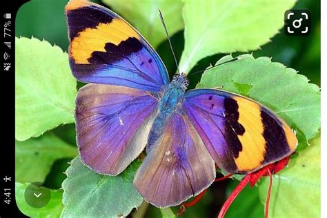 Pin By Holly Byington On Beautiful Butterflies Beautiful Butterflies