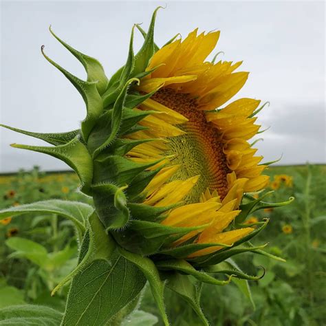 Summer Of Sunflowers — Burnside Farms