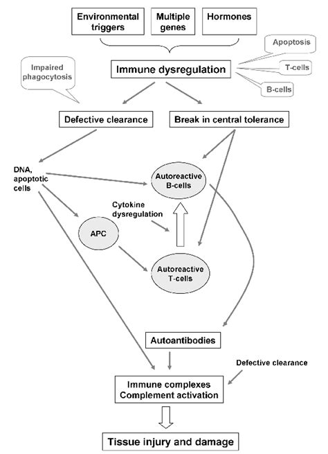 The Pathogenesis Of Systemic Lupus Erythematosus Reproduced From