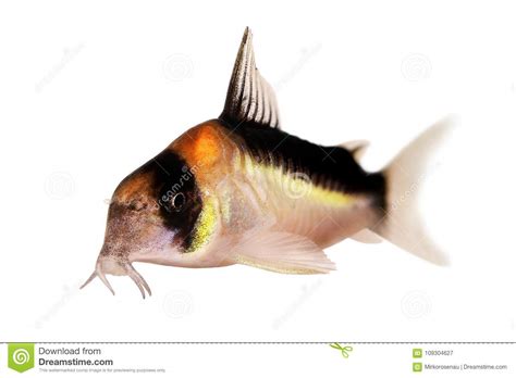 Cory Catfish Corydoras Duplicareus Tropical Aquarium Fish Stock Image