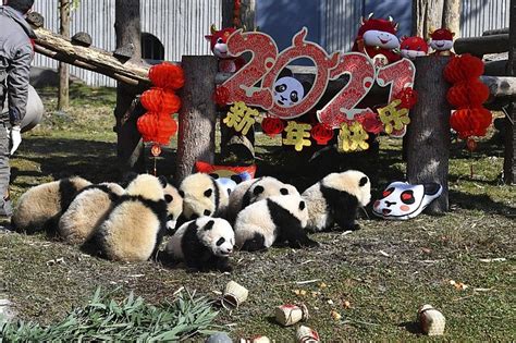 China Reserve Shows Off 10 Panda Cubs To Mark Lunar New Year The