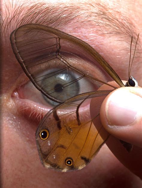 Scientists See The Invisible How Butterflies Make Transparent Wings