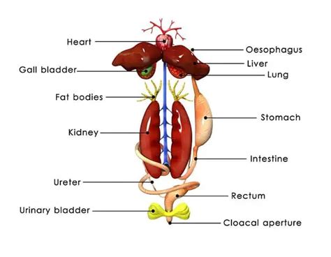 Digestive System Of Frog With Functions And Labelled Diagram