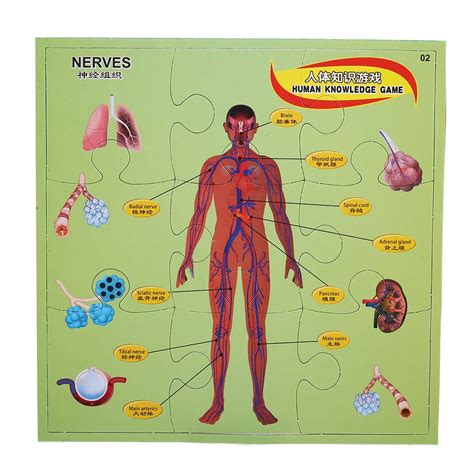 Human Anatomy Intelligent Game Puzzle Kids Toys Children Ts Plastic