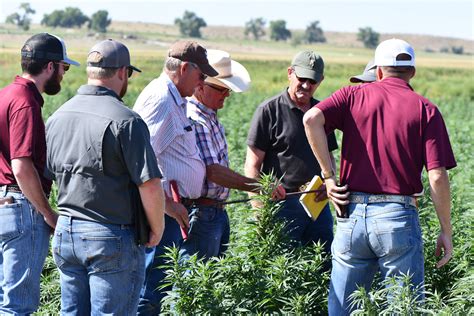 Agrilife Extension Agents Field Hemp Questions On Colorado Oklahoma