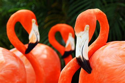 American Flamingos Closup Portrait Great Inagua Island The Bahamas