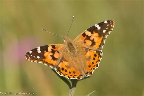 Painted Lady Influx Imminent Birdguides