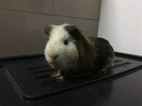 Guinea Pig Small And Furry For Adoption 7 Years 2 Months Hero Toro