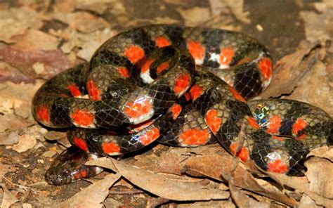 Inédito Registro De Serpiente De Agua En Parque Nacional De La Amazonía